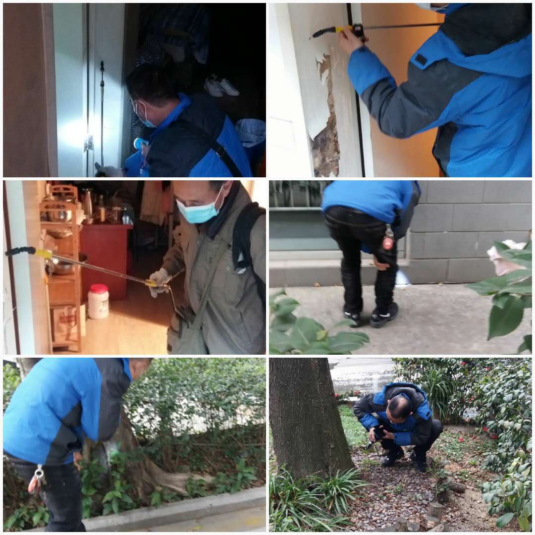 依米康_白蚁 (6).jpg