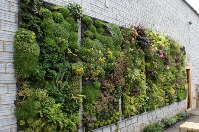浣花公园植物墙.jpg