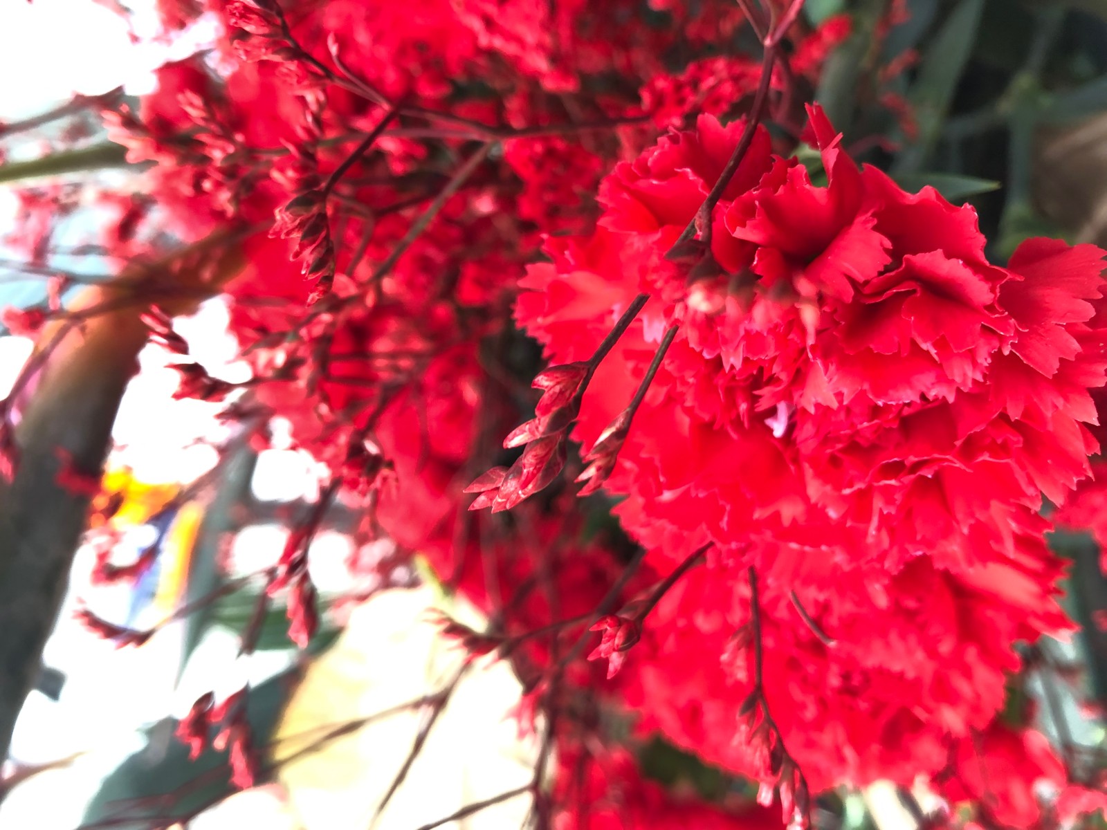 年会花束摆放 (1).jpg